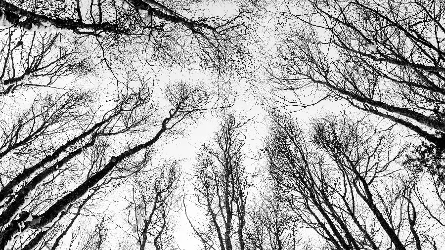 Black and White Leafless Trees Windows Desktop Wallpaper