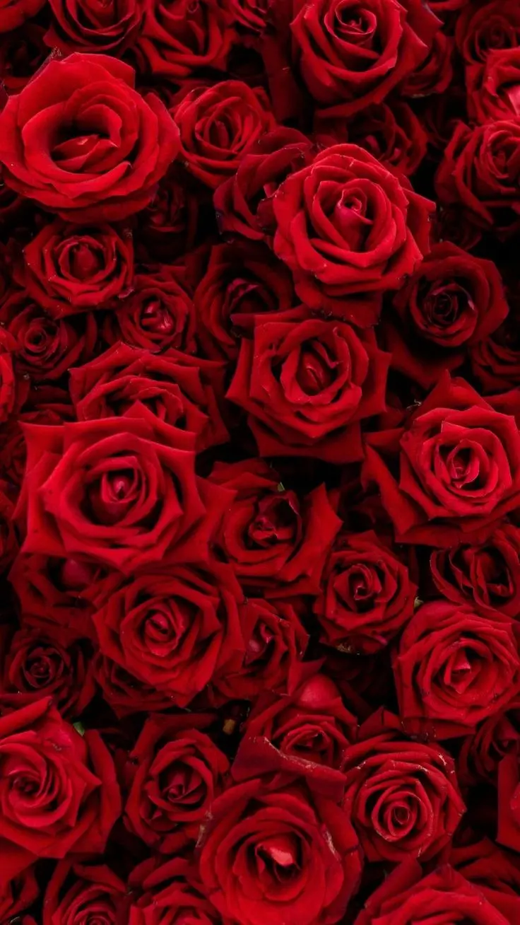 Luxury Red Rose Background For Discerning Tastes