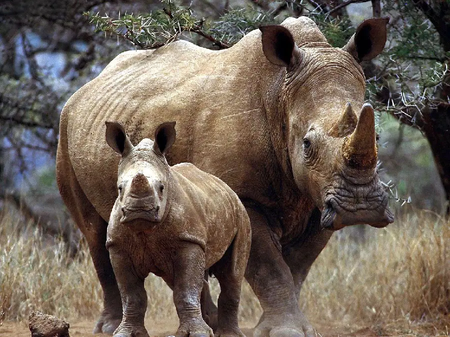 High quality rhinoceros photo