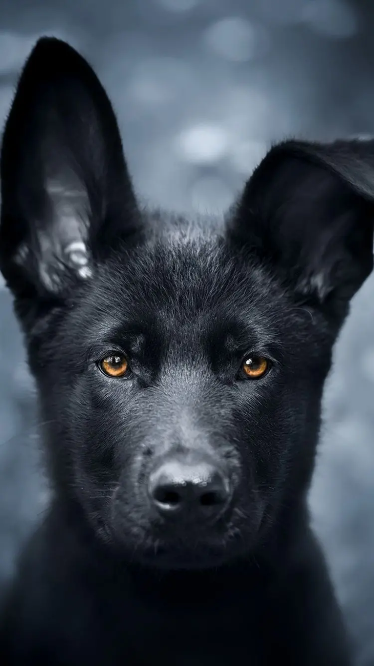 Cute and beautiful black puppy high quality