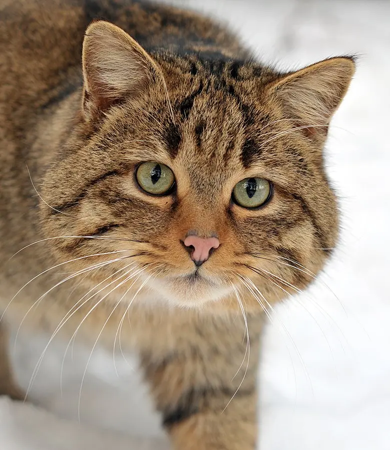 European Wildcat HD Photo