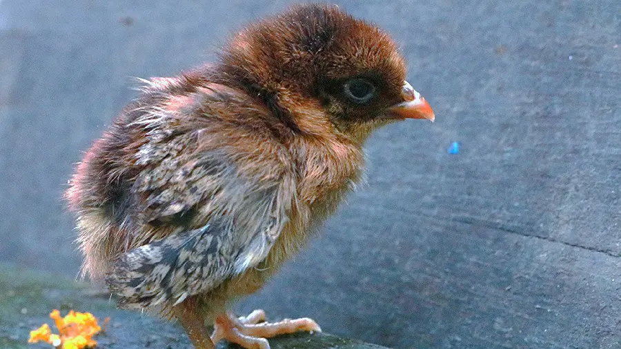 Tiny Baby Chick Photo Collection for Animal Admirers