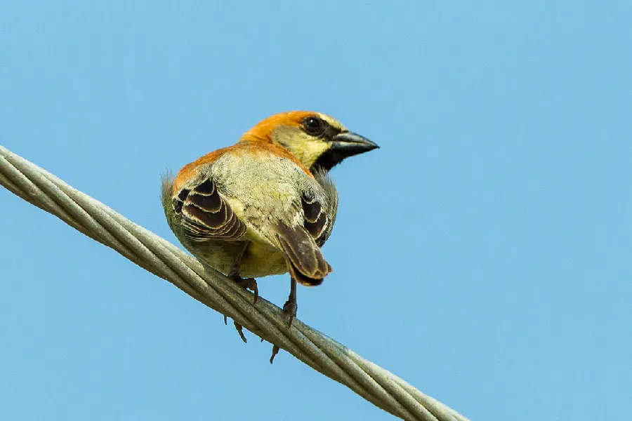 Female plain-backed sparrow high quality photo