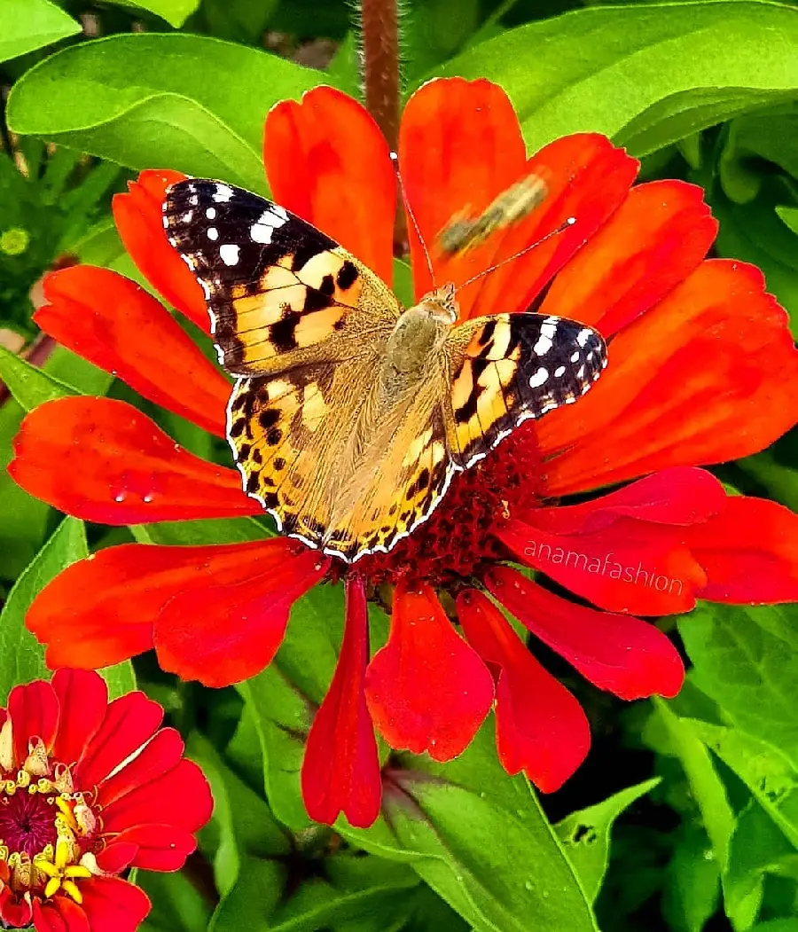 Feminine Style Butterfly Profile Picture Elegant