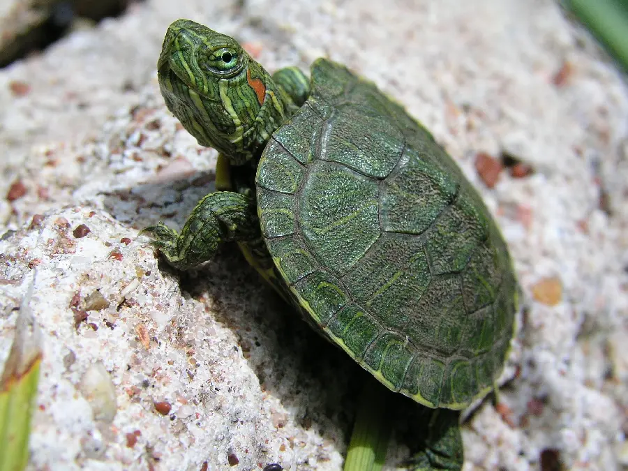 Small Turtle High Quality Photo Premium