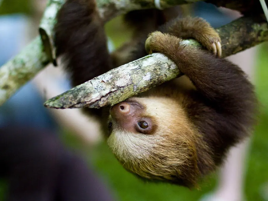 High-Quality Tree Sloth Snapshot