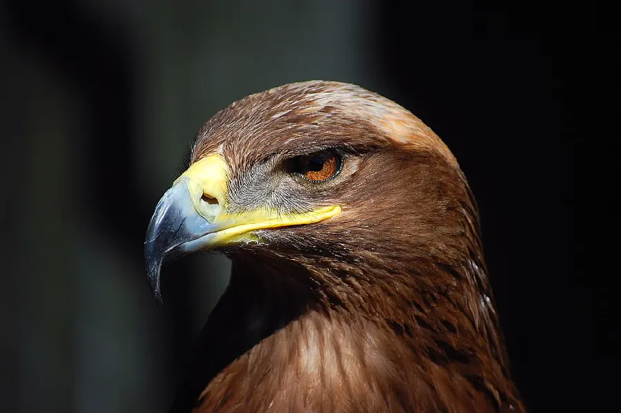 Cool Golden Eagle High Quality Photo for Fans