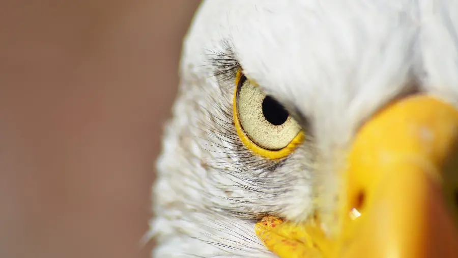 Bald Eagle Profile Picture Full HD