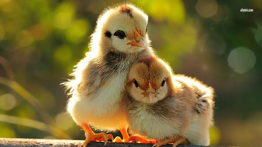 Premium Quality Baby Chick Photos for Animal Enthusiasts