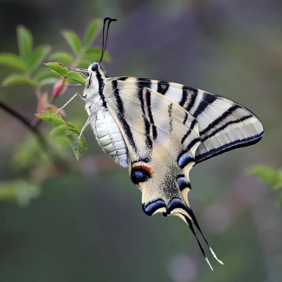 Extreme Close Up Butterfly Photo Macro Shot
