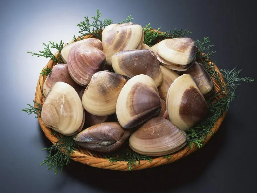 Edible Seashell HD Image