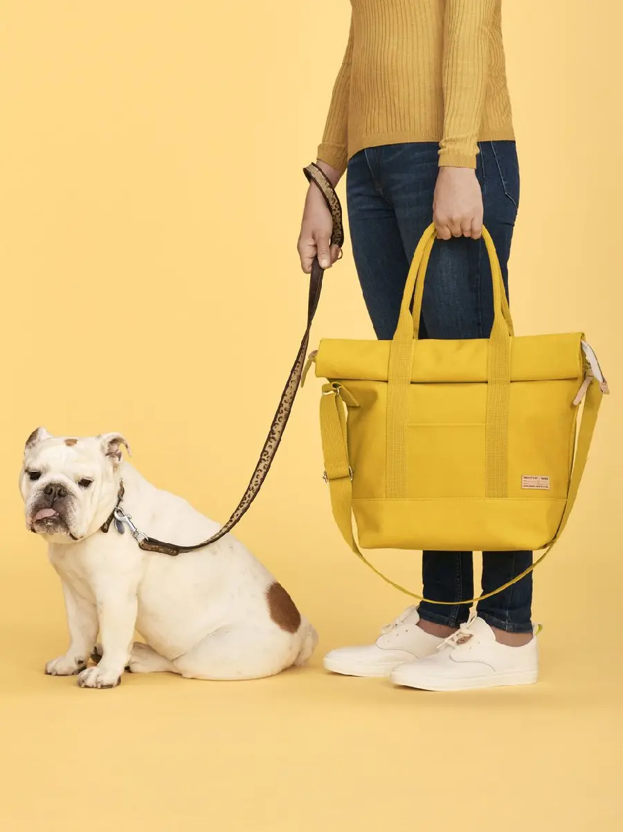 Bulldog Characteristics and Photo Download Resource