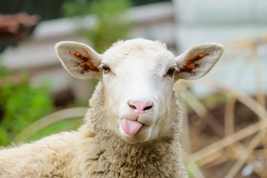Hilarious Sheep Photo HQ Download
