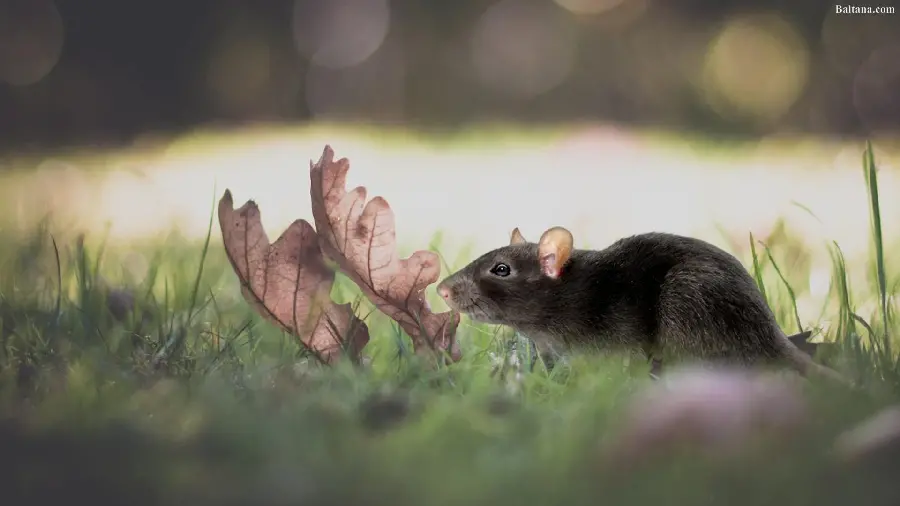 Black wild rat in nature photo