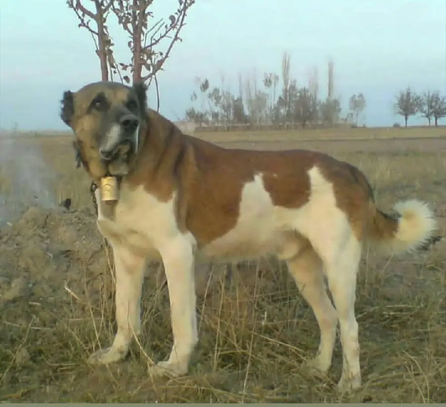 Download Iranian Sarabi giant dog photo in HD