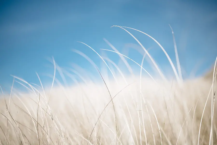 Simple plants blue sky Windows 11 HD wallpaper