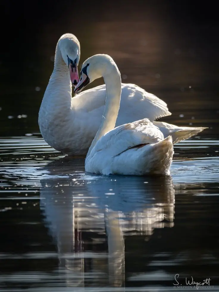 Stunning HD Swan Wallpaper Collection