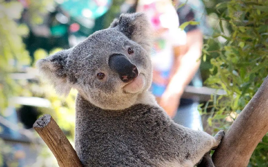 Cute Koala Pictures in HD Quality