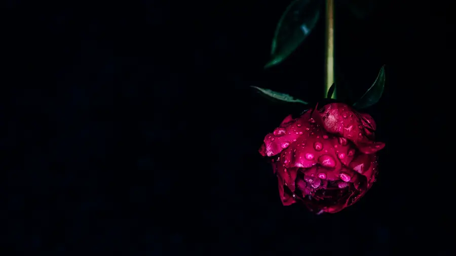 Beautiful peony flower wallpaper and background image