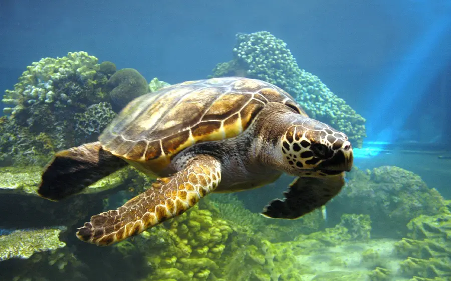High Quality Turtle Photo Premium