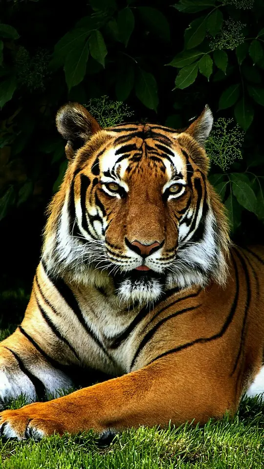 Wild Tiger HD Wallpaper in High Quality