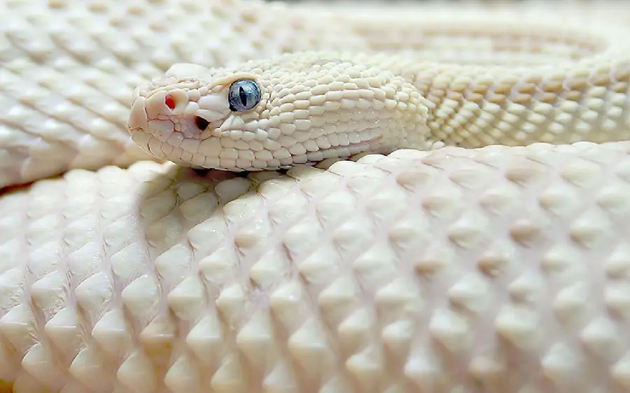 White Snake HD Photo Rare Specimen