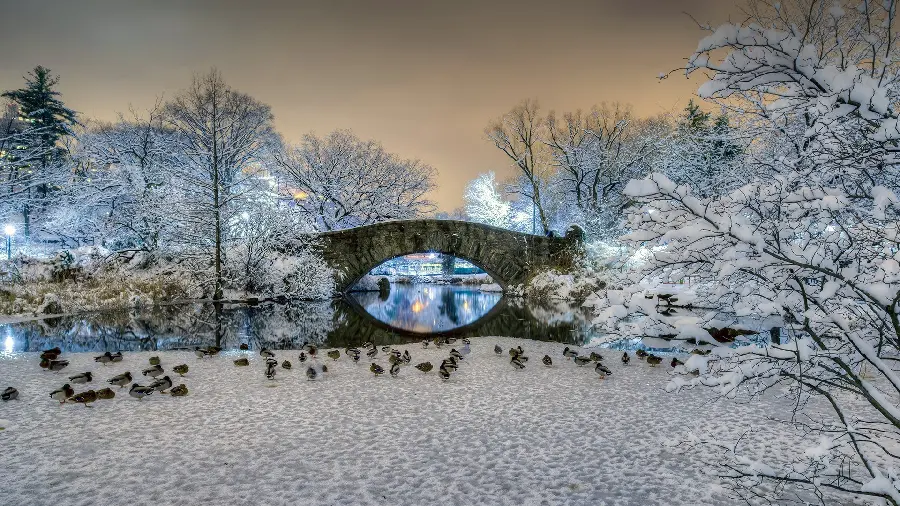 Central Park Winter Bridge Wallpaper in Best Quality