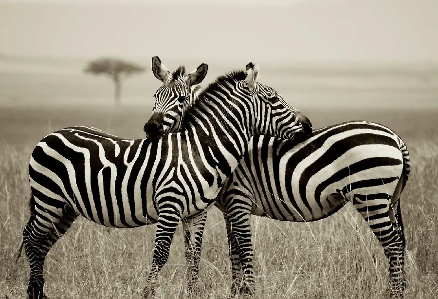 Zebra Wallpaper HD Image