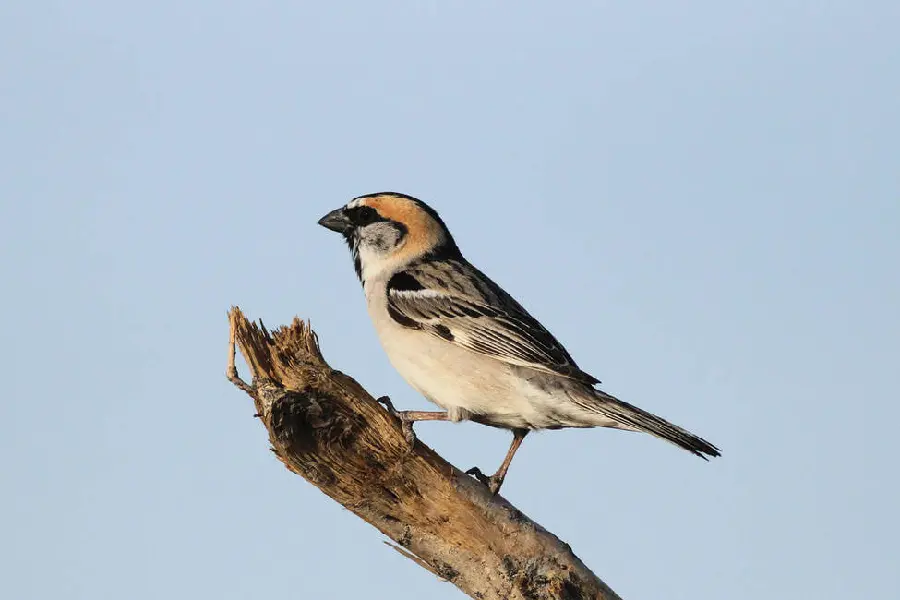 True sparrow species high quality photo