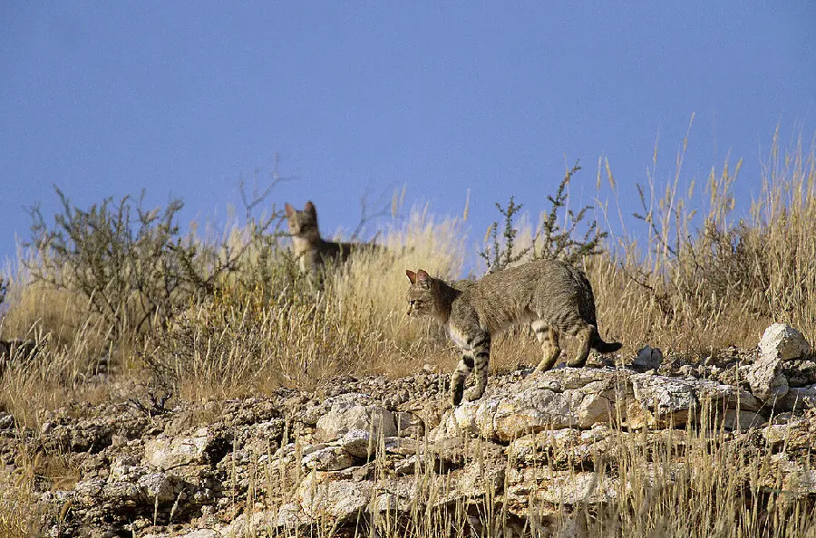 African Wildcat Full HD Photo