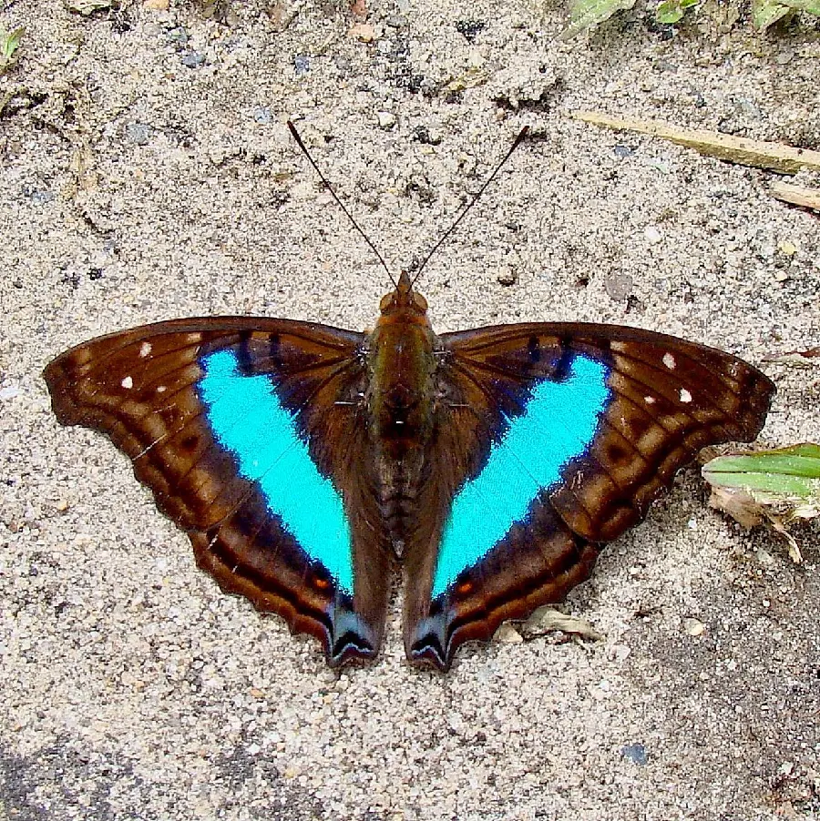 Blue Butterfly Wallpaper for Art Inspiration