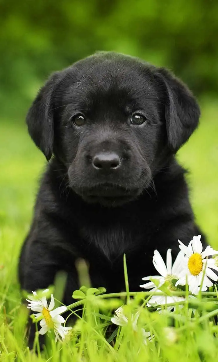 Black puppy wallpaper for mobile