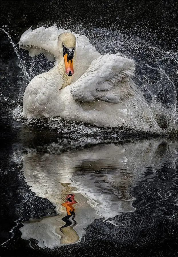 HD Swan Background for Phones