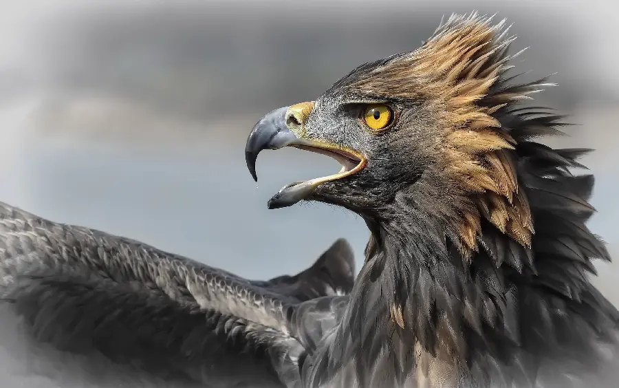Golden Eagle Stylish Computer Wallpaper