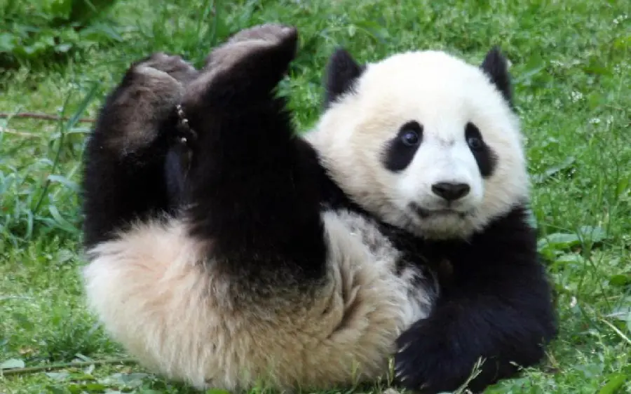 Panda Profile Image for Female Users