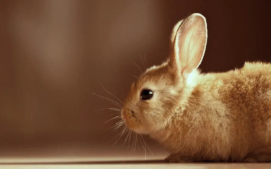 Fantasy Rabbit HQ Picture Download