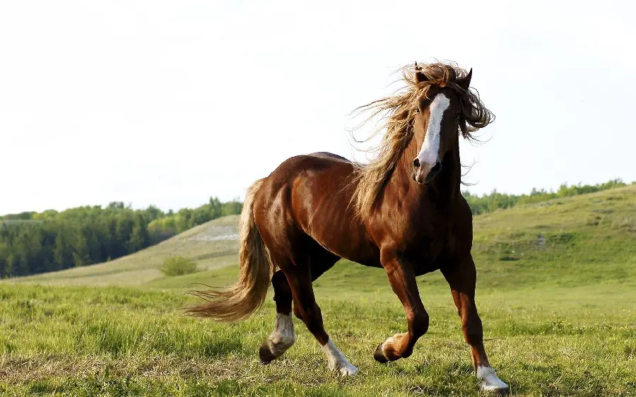 Brown Horse High Quality Photo
