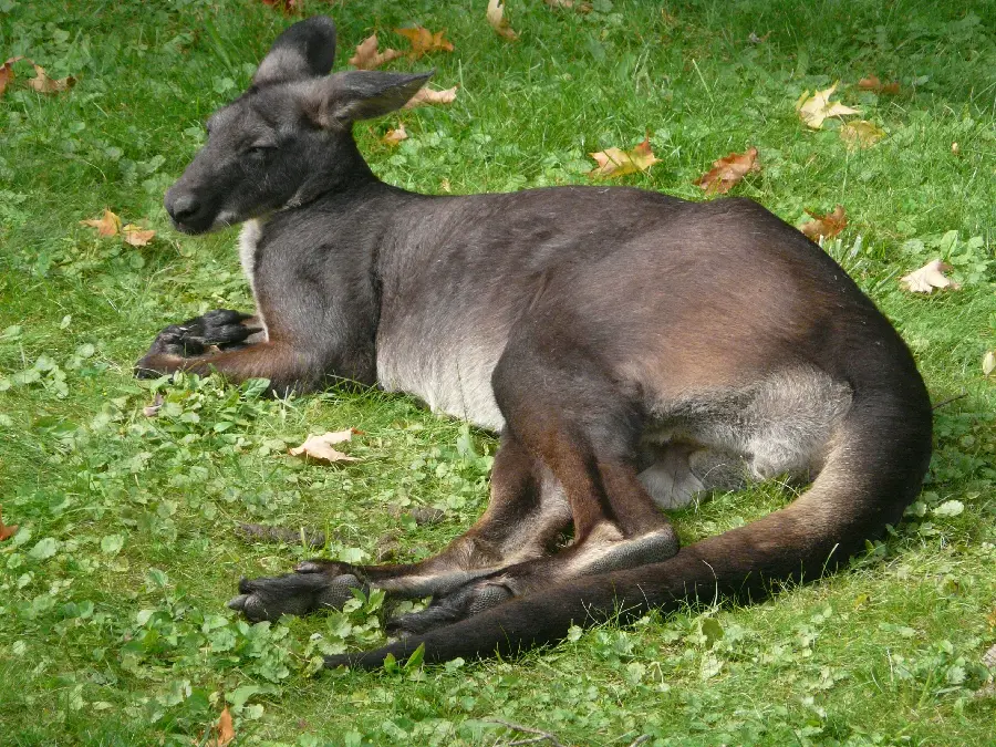 High Quality Kangaroo Photo Premium Wildlife Image