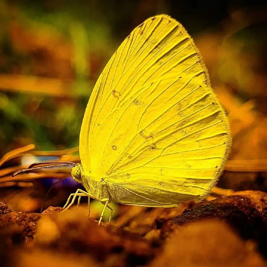 Yellow Butterfly Bright Profile Picture HD