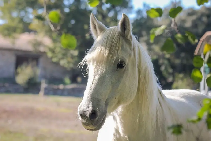 Unique White Horse Wallpaper with the Best Quality