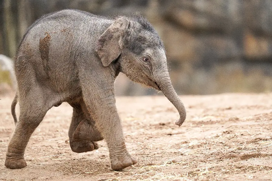 Funny baby elephant photo in full HD quality
