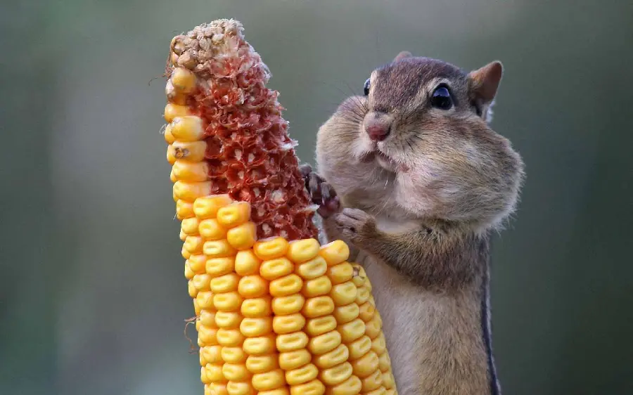 Chubby Squirrel High-Res Picture