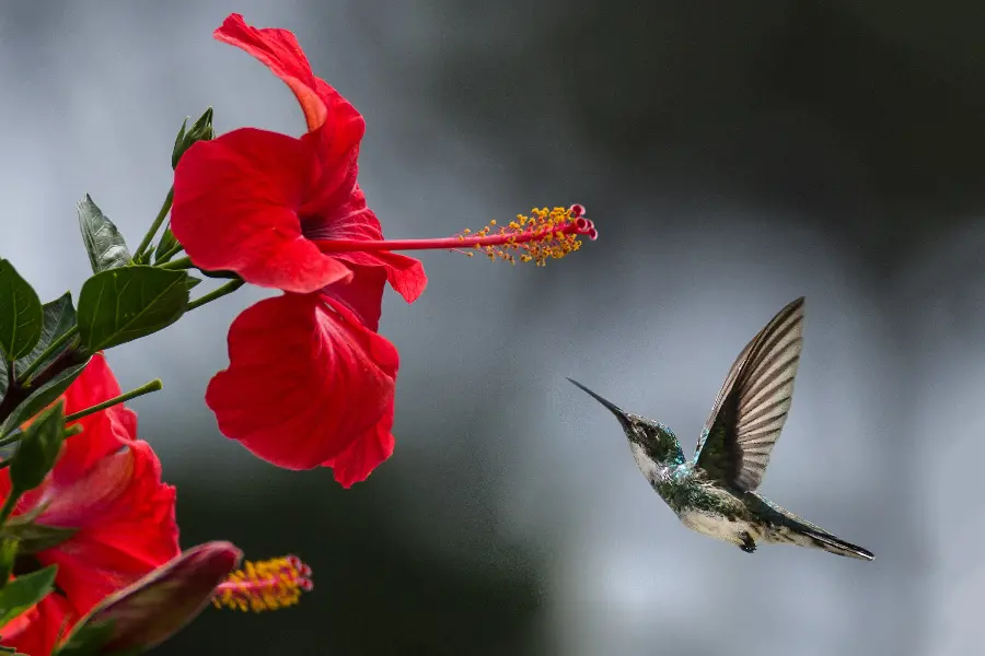 Beautiful 4K hummingbird photo amazing view
