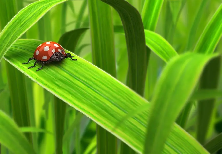 Beautiful Ladybug Photo - High Quality Nature Image