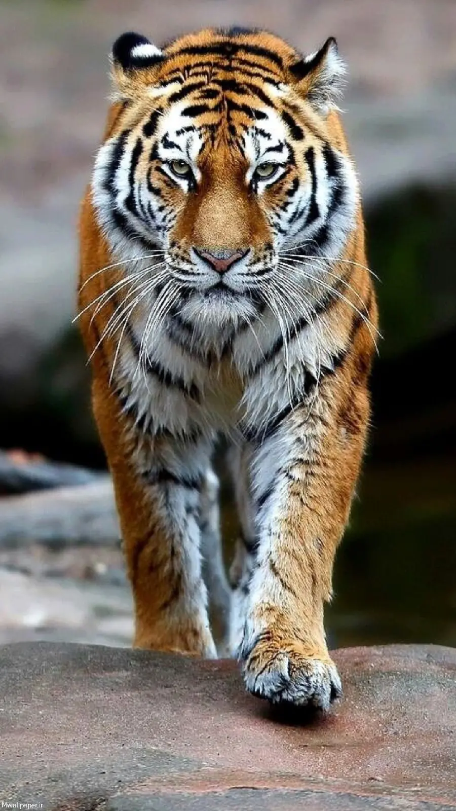 HD and 4K Tiger Wallpaper for Background and Profile