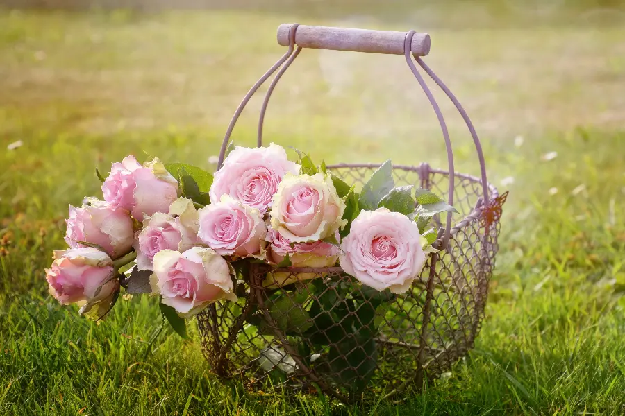High Quality Pink Rose Image for Social Profiles