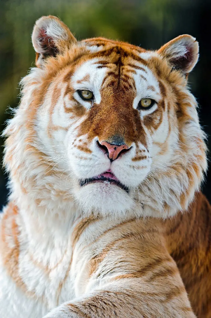 Fiery Tiger Profile Wallpaper in HD Quality