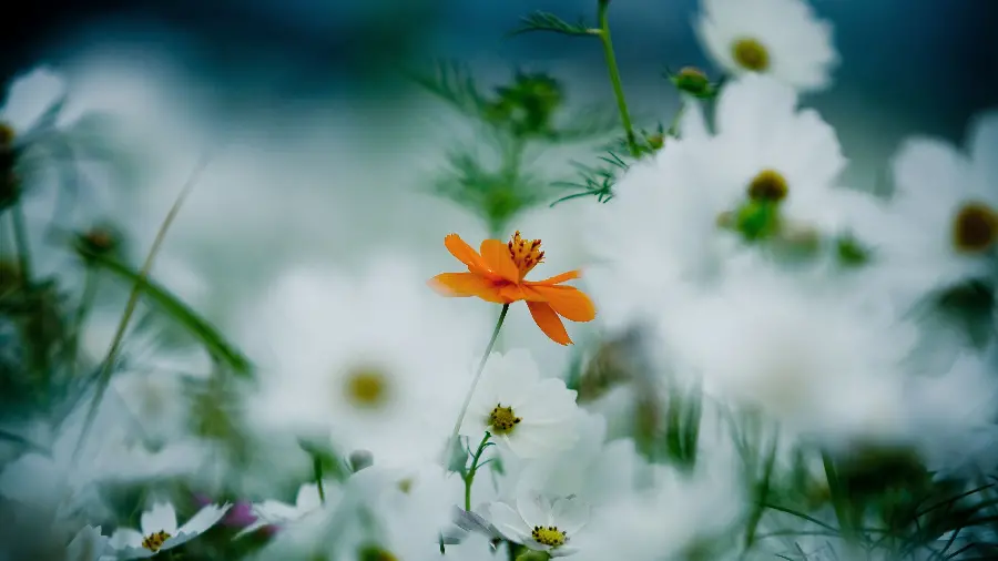 Chamomile Flowers and Beautiful Bloom Windows Background