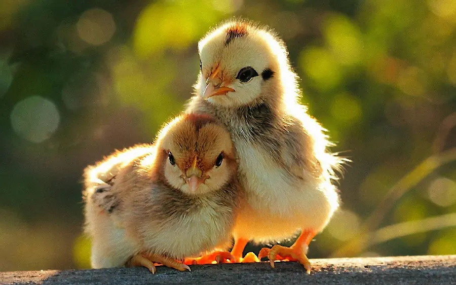 Funny chick picture high quality wallpaper