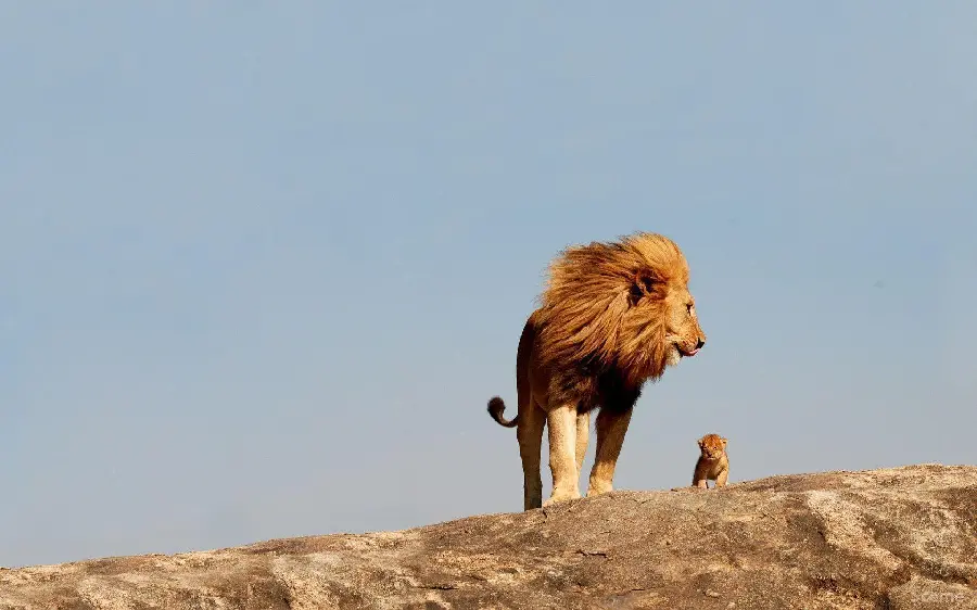 Old Lion King Photos in HD Free